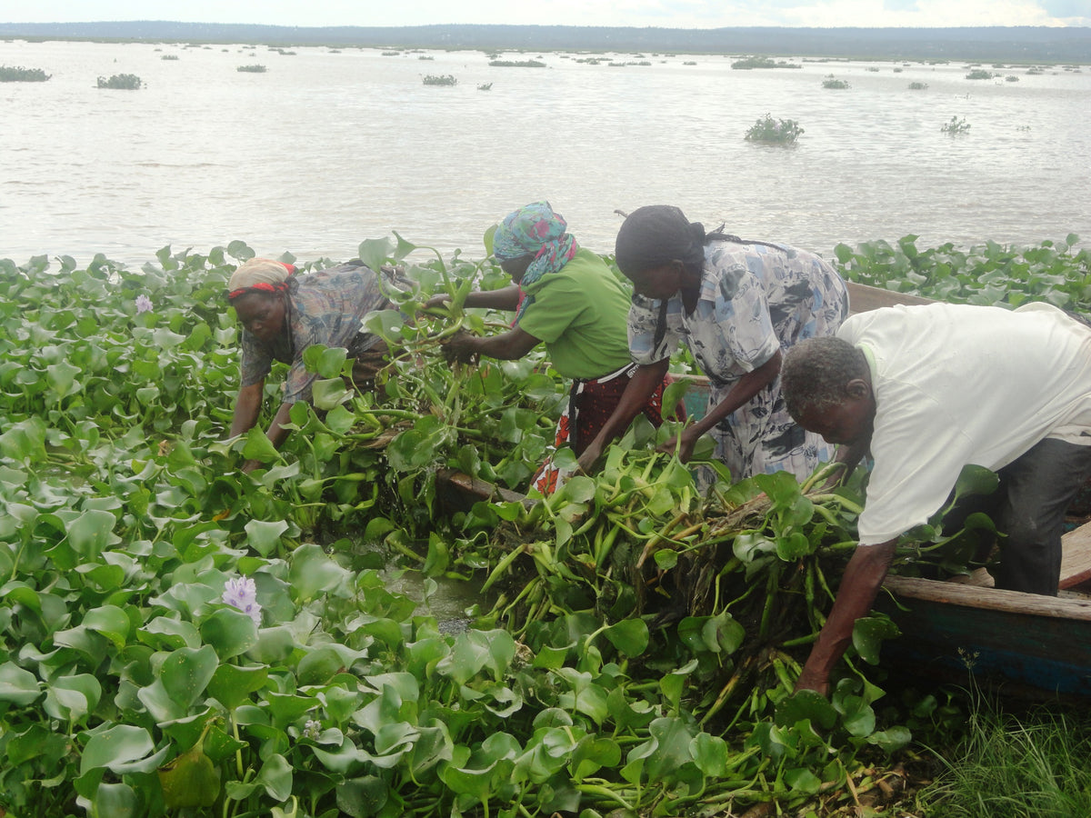 Water hyacinth on lake
