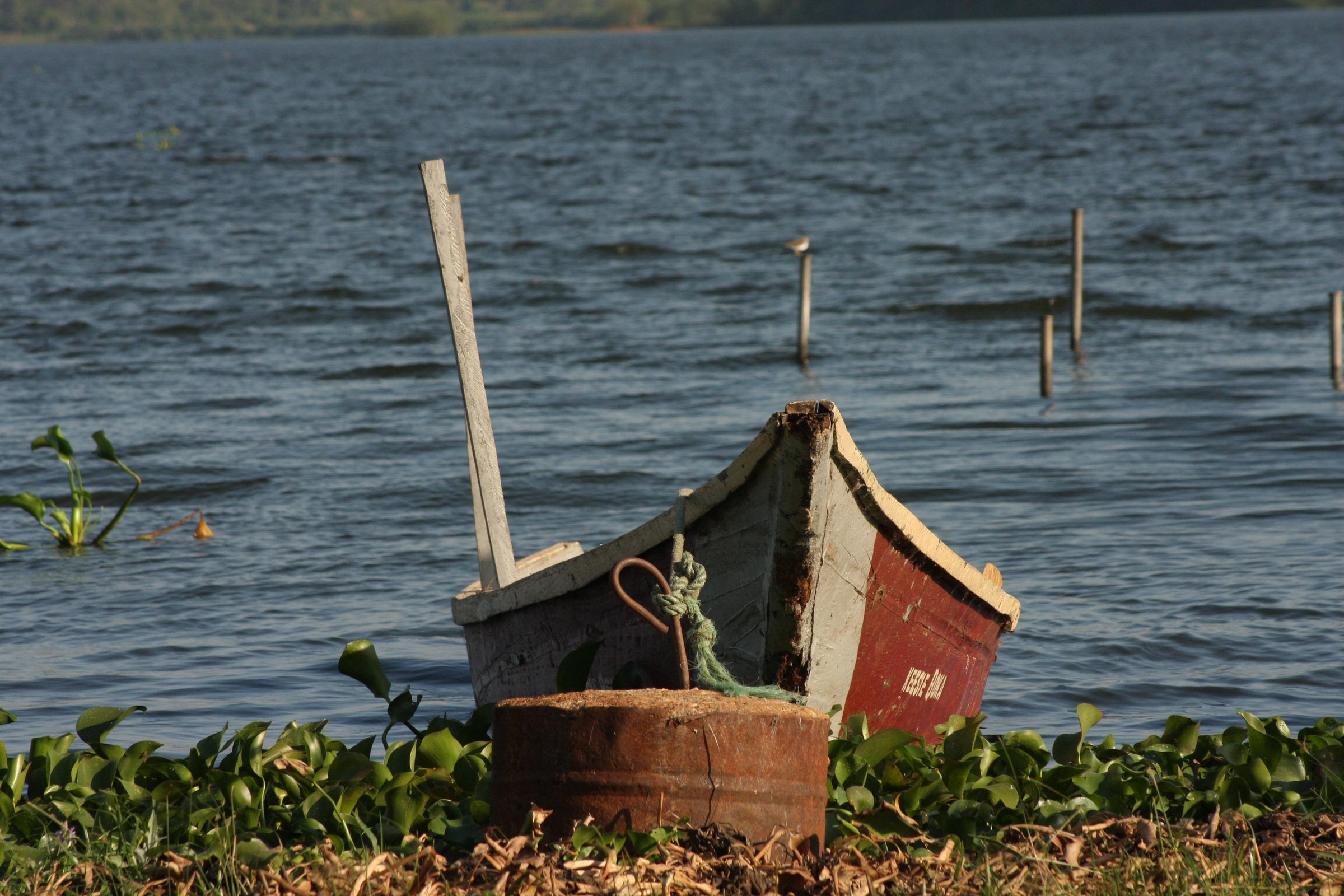 Lake Victoria with water hyacinth